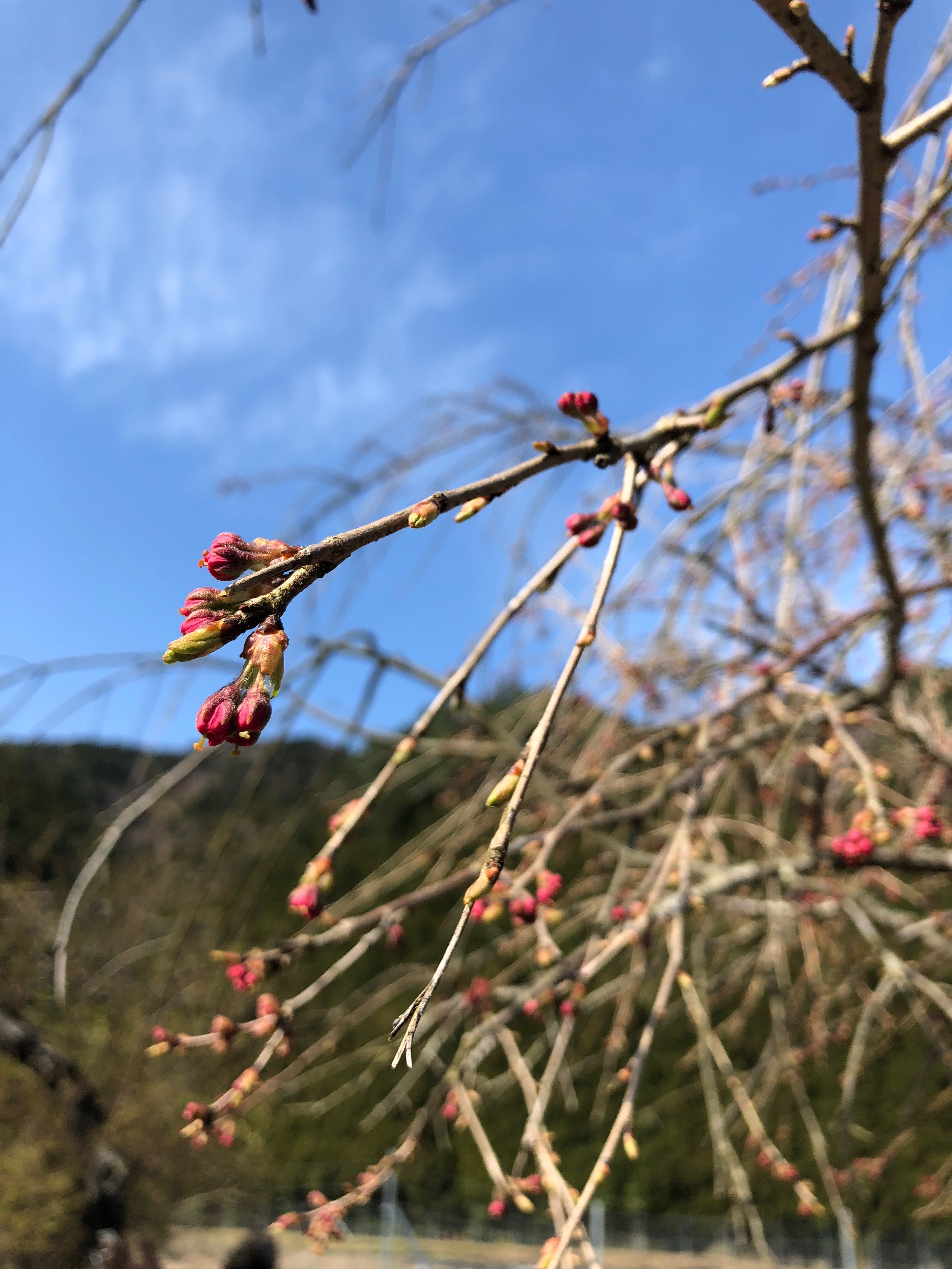 4 13 土 14 日 黒田百年桜まつりに出店します 京都 京北の農家あらい農園